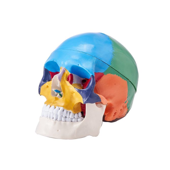 VEVOR Human Skull Model, 3 Parts Human Skull Anatomy, Life-Size Painted Anatomy Skull Model, PVC Anatomical Skull, Detachable Learning Skull Model, for Professional Teaching, Researching and Learning - Image 10