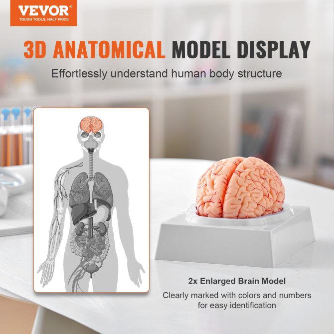VEVOR Human Brain Model Anatomy, 1:1 Life-Size 9-Part Human Brain Anatomical Model with Labels & Display Base, Detachable Brain Model for Science Research Teaching Learning Classroom Study Display - Image 2