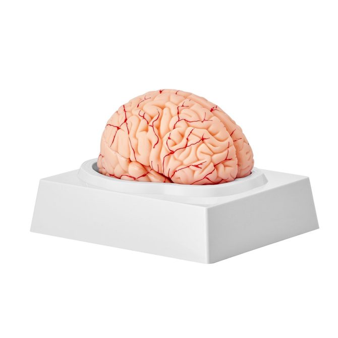 VEVOR Human Brain Model Anatomy, 1:1 Life-Size 9-Part Human Brain Anatomical Model with Labels & Display Base, Detachable Brain Model for Science Research Teaching Learning Classroom Study Display - Image 11