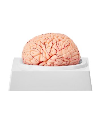 VEVOR Human Brain Model Anatomy, 1:1 Life-Size 9-Part Human Brain Anatomical Model with Labels & Display Base, Detachable Brain Model for Science Research Teaching Learning Classroom Study Display