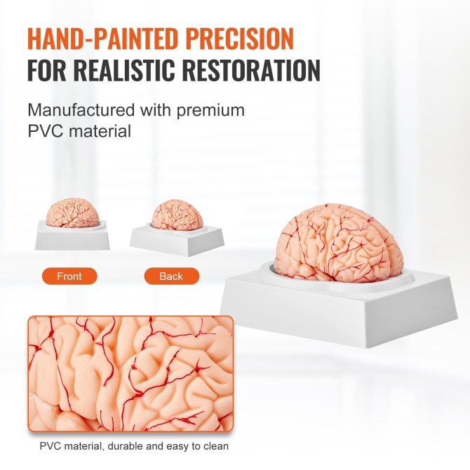 VEVOR Human Brain Model Anatomy, 1:1 Life-Size 9-Part Human Brain Anatomical Model with Labels & Display Base, Detachable Brain Model for Science Research Teaching Learning Classroom Study Display - Image 5