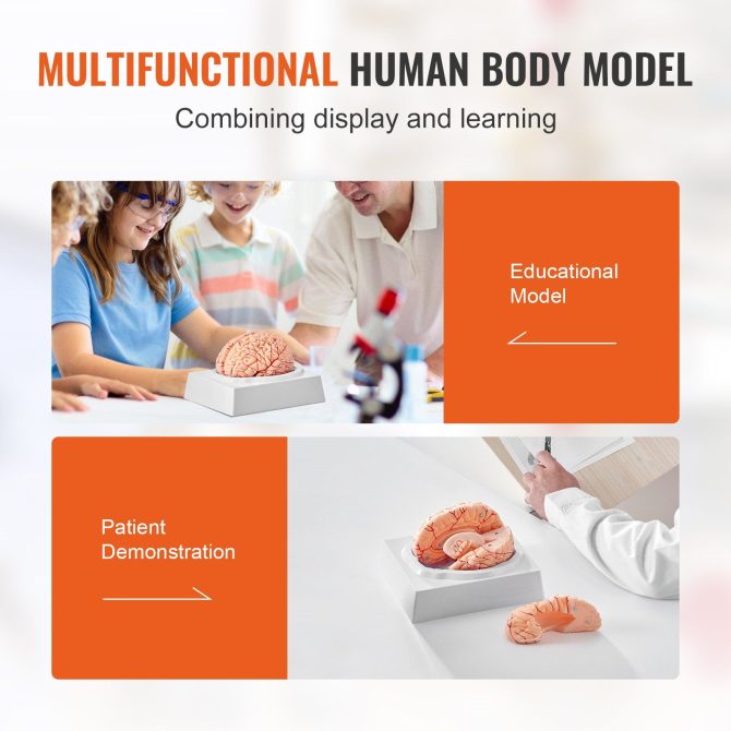 VEVOR Human Brain Model Anatomy, 1:1 Life-Size 9-Part Human Brain Anatomical Model with Labels & Display Base, Detachable Brain Model for Science Research Teaching Learning Classroom Study Display - Image 6