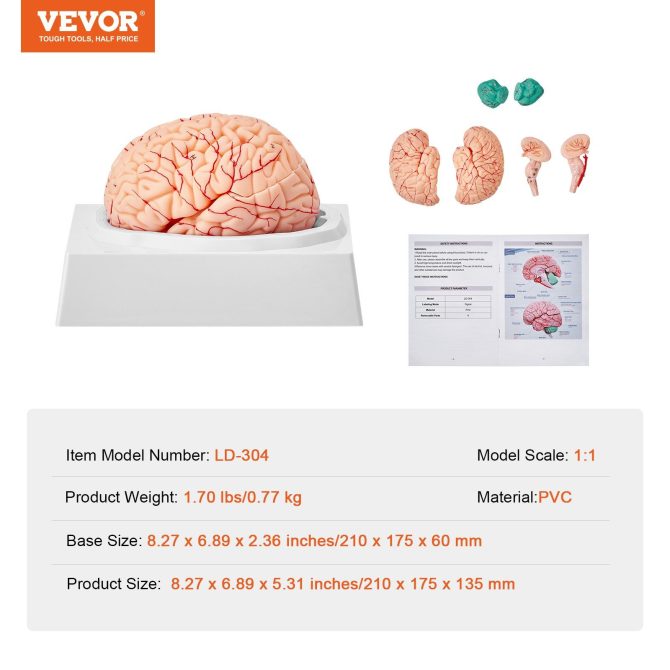 VEVOR Human Brain Model Anatomy, 1:1 Life-Size 9-Part Human Brain Anatomical Model with Labels & Display Base, Detachable Brain Model for Science Research Teaching Learning Classroom Study Display - Image 7