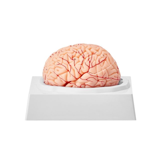 VEVOR Human Brain Model Anatomy, 1:1 Life-Size 9-Part Human Brain Anatomical Model with Labels & Display Base, Detachable Brain Model for Science Research Teaching Learning Classroom Study Display