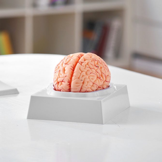 VEVOR Human Brain Model Anatomy, 1:1 Life-Size 9-Part Human Brain Anatomical Model with Labels & Display Base, Detachable Brain Model for Science Research Teaching Learning Classroom Study Display - Image 8