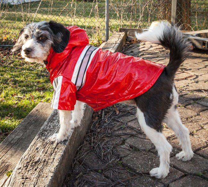 Reflecta-Glow Reflective Waterproof Adjustable Pvc Pet Raincoat - Image 6