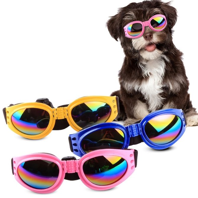 Pet Sunglasses For Dog & Cat; Foldable Dog Glasses For Outdoor; Cat Sunglasses; Pet Accessories - Image 28