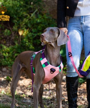Pet chest sling Explosion-proof punch dog sling Dog leash dog rope pet supplies