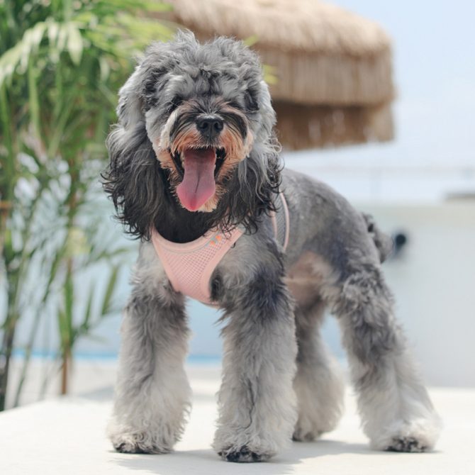 Pet Harness For Dog & Cat; No Pull Breathable Dog Vest Harness For Walking; Anti Escape Dog Harness - Image 10