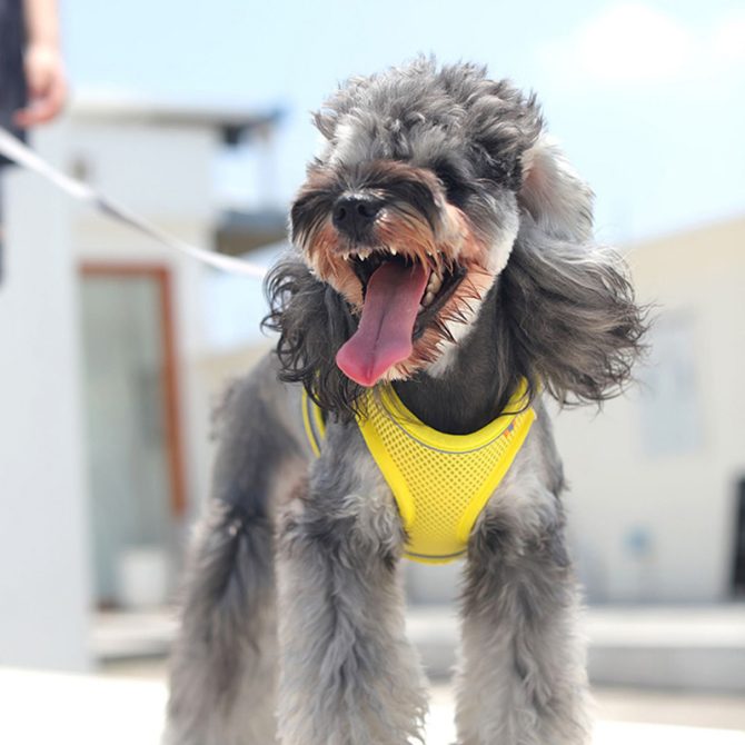 Pet Harness For Dog & Cat; No Pull Breathable Dog Vest Harness For Walking; Anti Escape Dog Harness - Image 12
