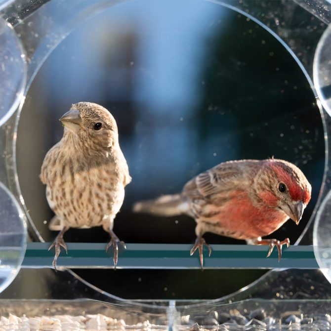 pet bird feeder; Nature Anywhere Clear Plastic Window Bird Feeder for Outside - Clear Window Bird Feeders with Strong Suction Cups - Image 2
