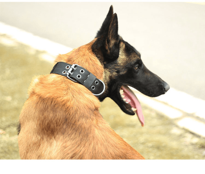 Super strong large dog collar with D-Ring & Buckle Collars Medium sized dog Golden haired horse dog Fierce dog collar - Image 67