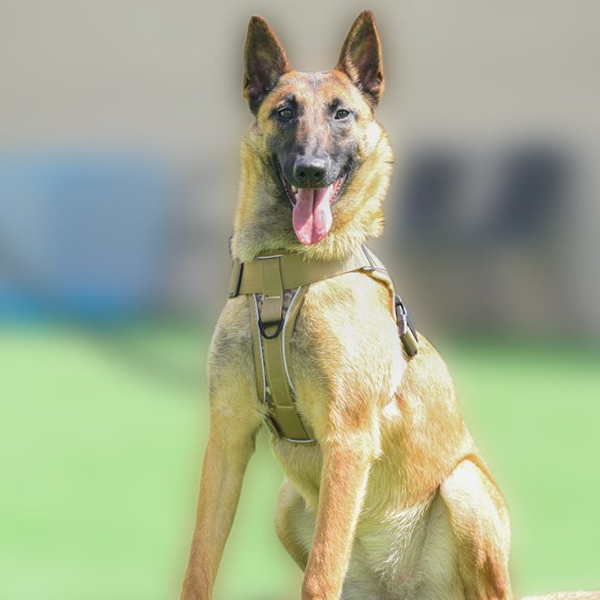 Dog Harness; large dog training tactical chest strap; K9 pet chest strap; vest type reflective dog rope; explosion-proof impulse traction - Image 159
