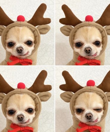 Chrimas Dog Winter Warm Clothing Cute Plush Coat Hoodies Pet Costume Jacket For Puppy Cat French Bulldog Chihuahua Small Dog Clothing