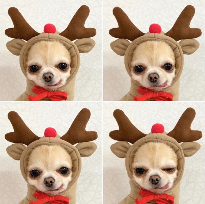Chrimas Dog Winter Warm Clothing Cute Plush Coat Hoodies Pet Costume Jacket For Puppy Cat French Bulldog Chihuahua Small Dog Clothing - Image 16