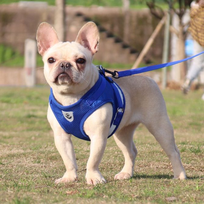 dog Harnesses and dog leash set; Pet Chest Strap Vest Dog Towing Rope Reflective Breathable Dog Rope Pet Supplies Wholesale - Image 20