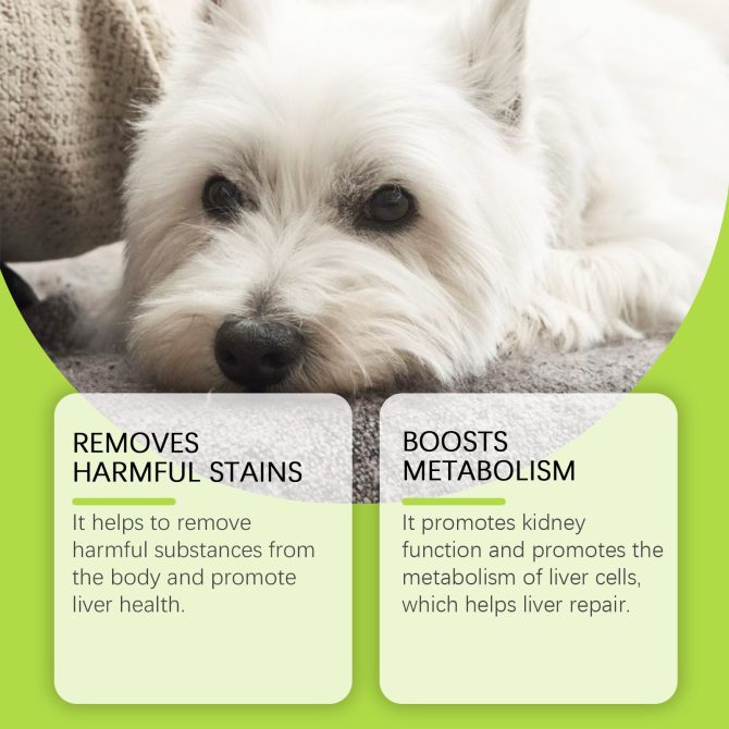 Yegbong Dog Care Drops, A Comprehensive Healthy Dietary Supplement To Enhance Nutrition And Rejuvenate Dogs - Image 3