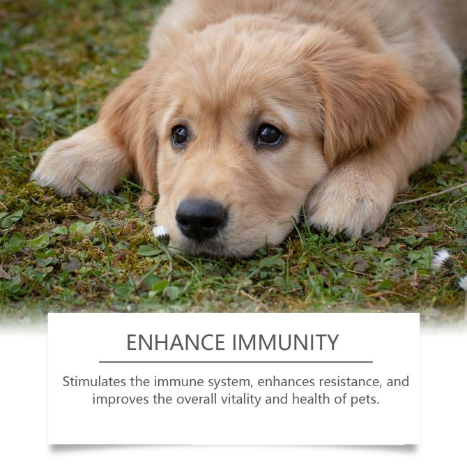 Yegbong Food Supplement For Dogs, Immune-Boosting Healthy Dietary Supplement For Dogs - Image 4