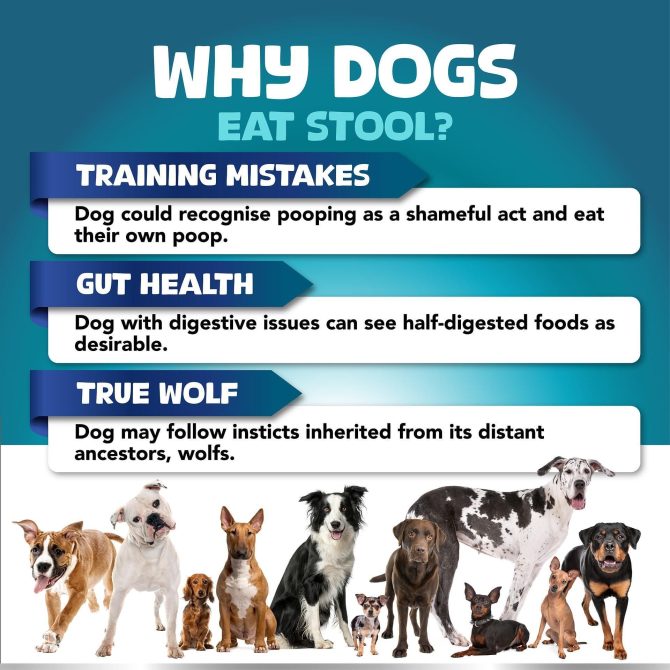 No Poo Chews for Dogs Stop Poop Eating Behavior Probiotics and Digestive Enzymes for Dogs Bad Breath Support for All Breeds Digestive and Gut Health Supplement 180 Soft Chews - Image 3