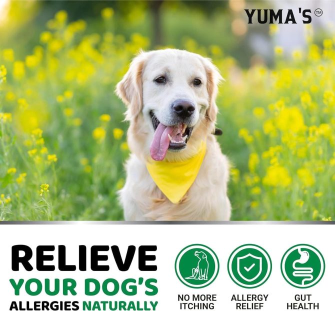2 Pack Dog Allergy Relief Chews Dog Itching Skin Relief Treatment Pills Anti Itch for Dogs Itchy and Paw Licking Dry Skin & Hot Spots Omega 3 Fish Oil Skin & Coat Supplement - Image 4