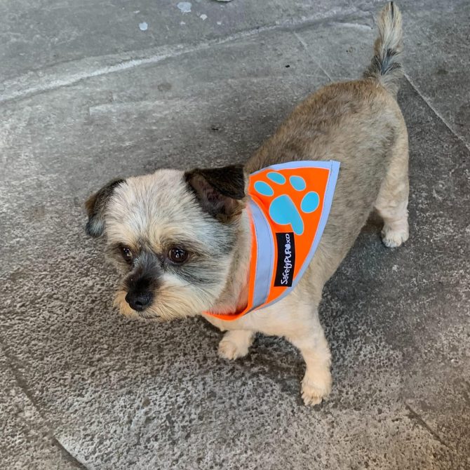 Orange Dog Bandana S Size Hi Visibility Reflective Blaze Orange Bandana for Small Pets Safety Accessories for Walking Camping and Off Leash Exploration - Image 3