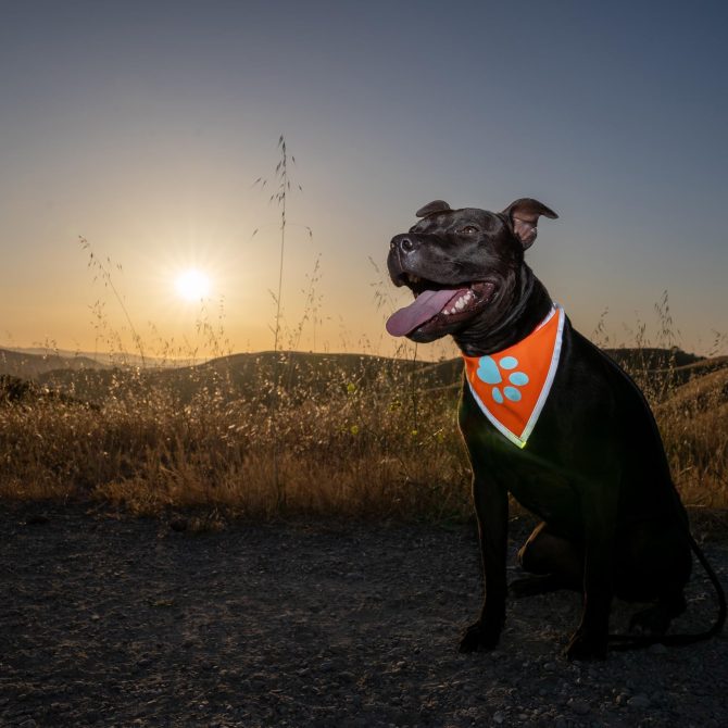 Orange Dog Bandana S Size Hi Visibility Reflective Blaze Orange Bandana for Small Pets Safety Accessories for Walking Camping and Off Leash Exploration - Image 4
