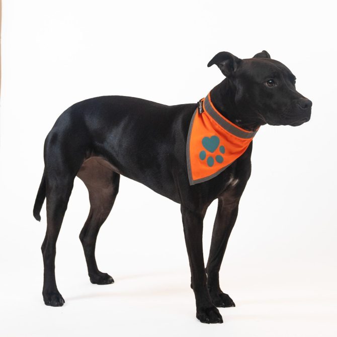 Orange Dog Bandana S Size Hi Visibility Reflective Blaze Orange Bandana for Small Pets Safety Accessories for Walking Camping and Off Leash Exploration - Image 5