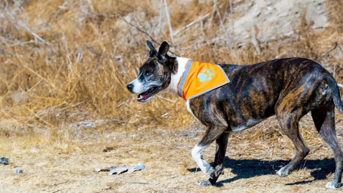 Orange Dog Bandana XL Size Hi Visibility Reflective Blaze Orange Bandana for Large Pets Safety Accessories for Walking Camping and Off Leash Exploration - Image 4