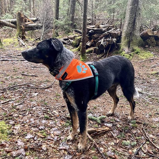 Orange Dog Bandana XL Size Hi Visibility Reflective Blaze Orange Bandana for Large Pets Safety Accessories for Walking Camping and Off Leash Exploration - Image 5