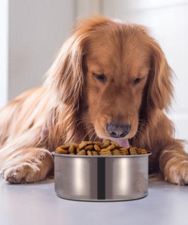Stainless Steel Dog Bowl Pets Hanging Food Bowl Detachable Pet Cage Food Water Bowl with Clamp Holder