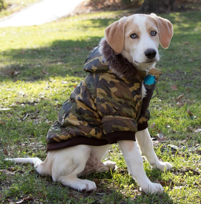 Metallic Fashion Pet Parka Coat - Image 8