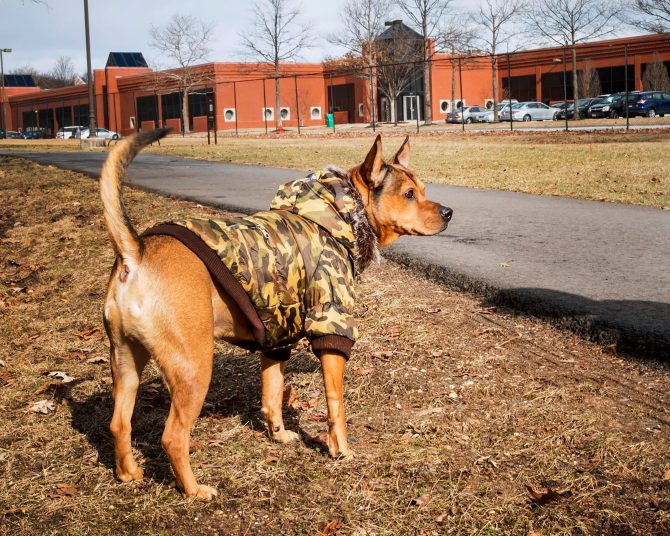 Metallic Fashion Pet Parka Coat - Image 9