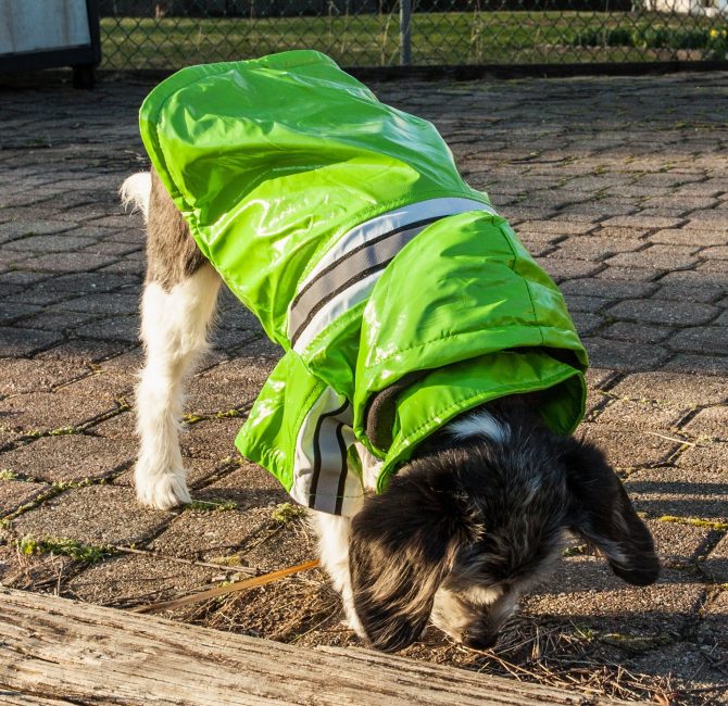 Reflecta-Glow Reflective Waterproof Adjustable Pvc Pet Raincoat - Image 14