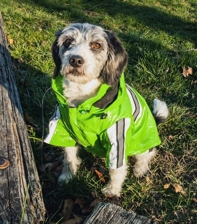 Reflecta-Glow Reflective Waterproof Adjustable Pvc Pet Raincoat - Image 15