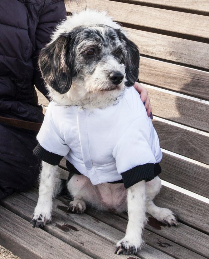 Aspen Winter-White Fashion Pet Parka Coat - Image 20