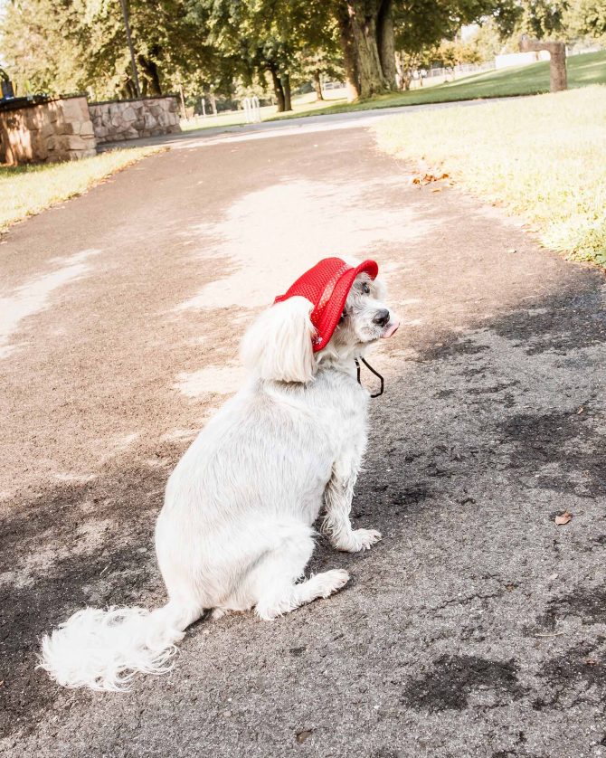 Pet Life 'Sea Spot Sun' Uv Protectant Adjustable Fashion Mesh Brimmed Dog Hat Cap - Image 15