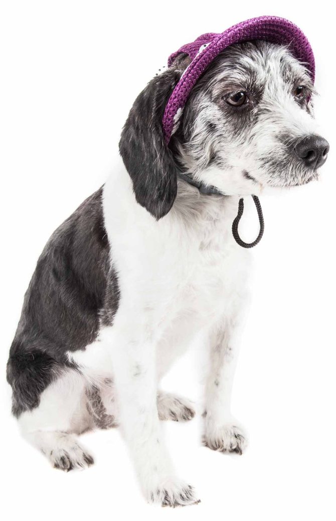 Pet Life 'Sea Spot Sun' Uv Protectant Adjustable Fashion Mesh Brimmed Dog Hat Cap - Image 7