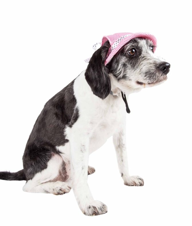 Pet Life 'Sea Spot Sun' Uv Protectant Adjustable Fashion Mesh Brimmed Dog Hat Cap - Image 23