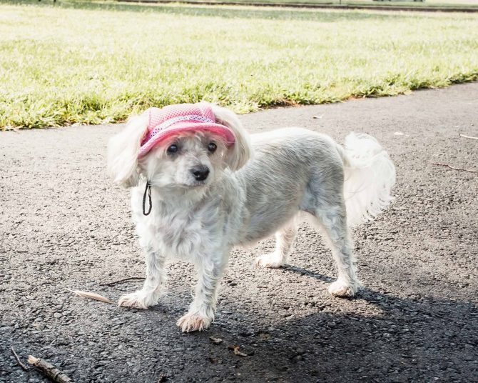 Pet Life 'Sea Spot Sun' Uv Protectant Adjustable Fashion Mesh Brimmed Dog Hat Cap - Image 24