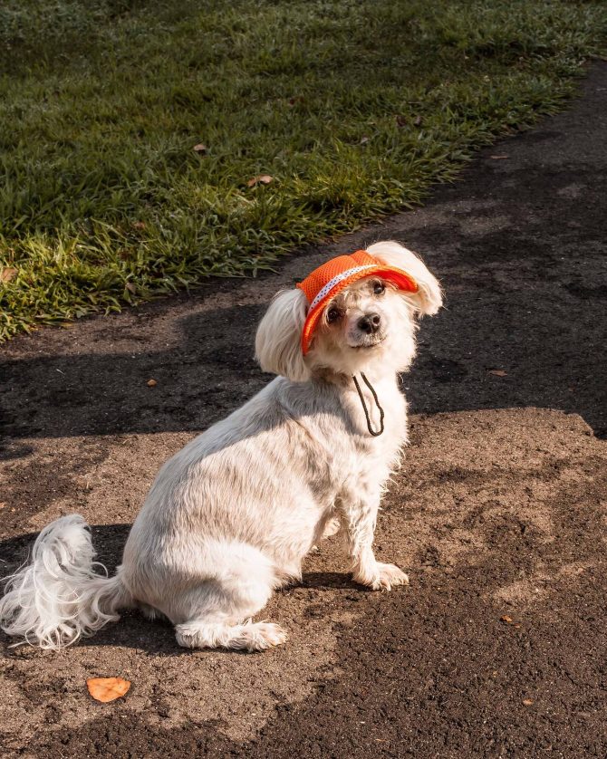Pet Life 'Sea Spot Sun' Uv Protectant Adjustable Fashion Mesh Brimmed Dog Hat Cap - Image 34
