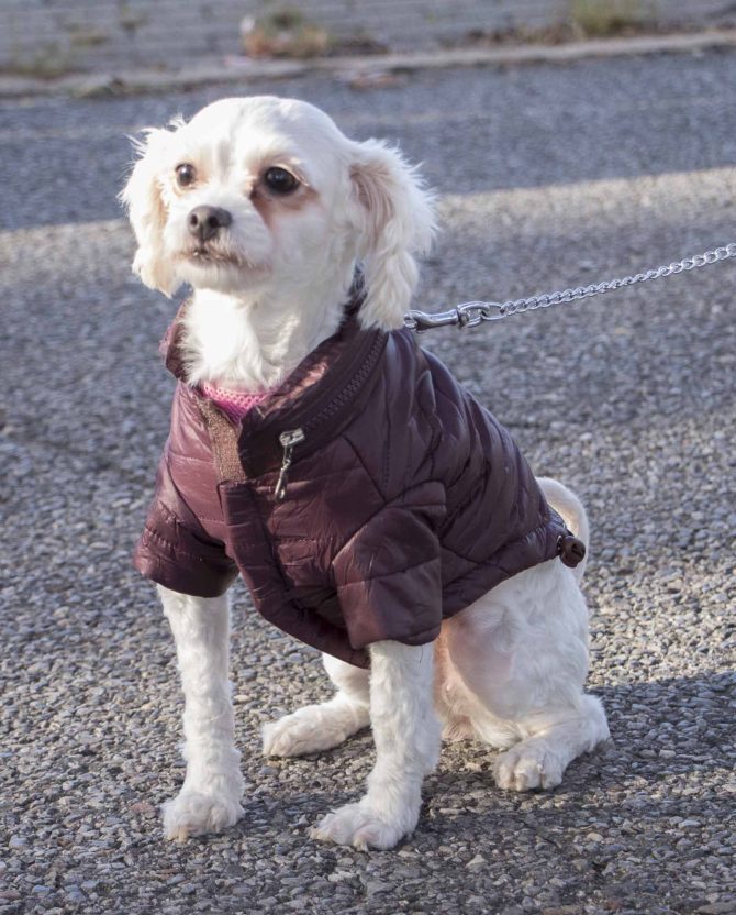 Lightweight Adjustable 'Sporty Avalanche' Pet Coat - Image 55
