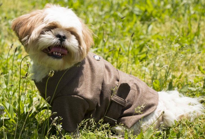 Galore Back-Buckled Fashion Wool Pet Coat - Image 4