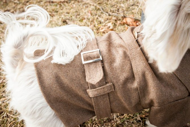 Galore Back-Buckled Fashion Wool Pet Coat - Image 5