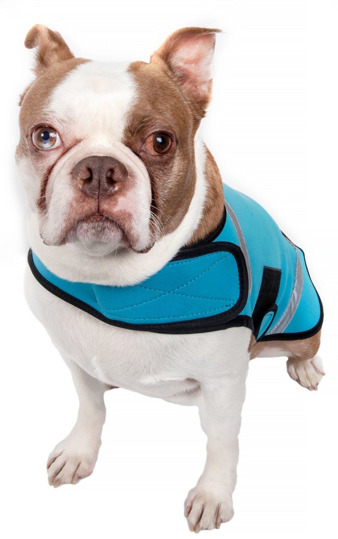 Extreme Neoprene Multi-Purpose Protective Shell Dog Coat - Image 6