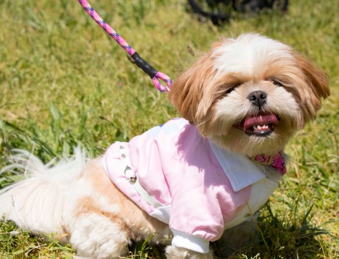 Varsity-Buckled Collared Pet Coat - Image 5