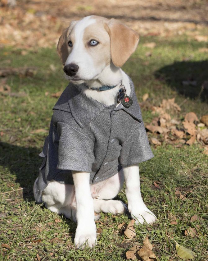 Military Static Rivited Fashion Collared Wool Pet Coat - Image 9