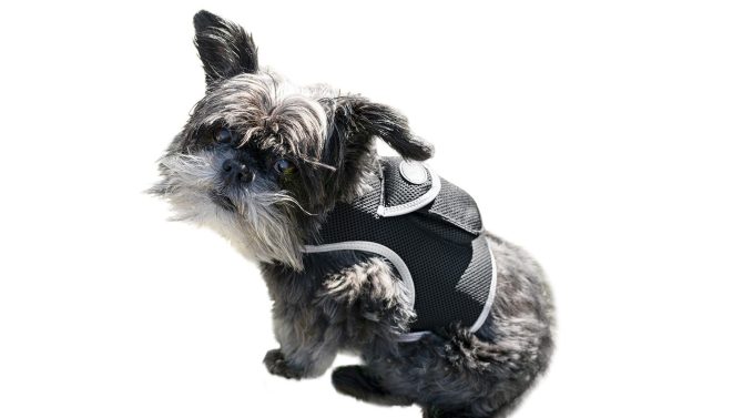 Pet Realtime Surveillance w/ Pet Tracker GPS Tracking Chip for Dogs + App Size:M - Image 2