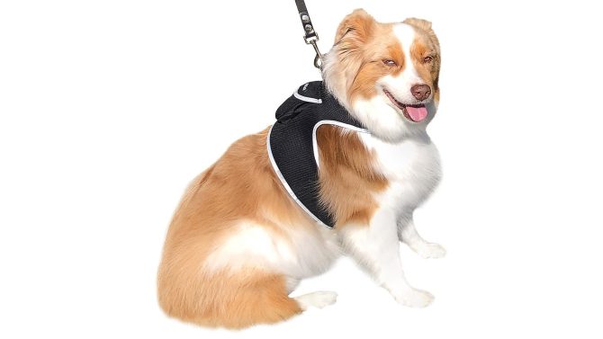 Pet Realtime Surveillance w/ Pet Tracker GPS Tracking Chip for Dogs + App Size:M - Image 3