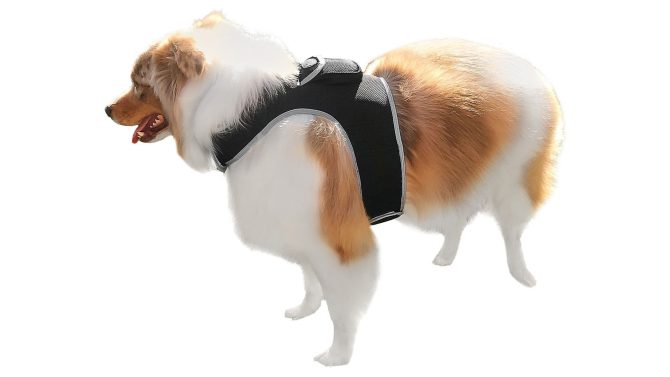 Pet Realtime Surveillance w/ Pet Tracker GPS Tracking Chip for Dogs + App Size:M - Image 6