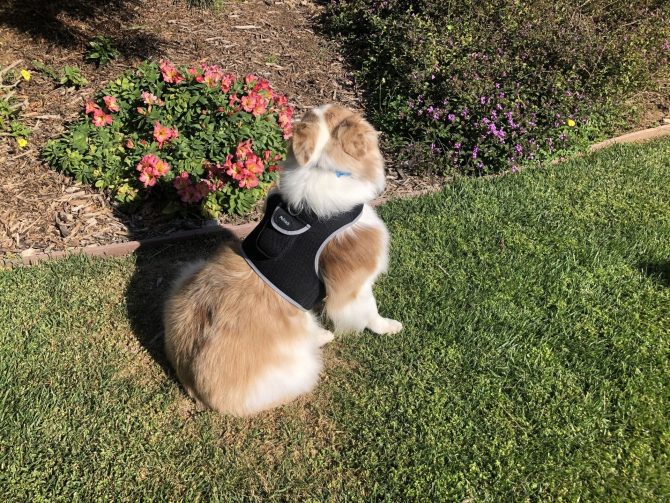 Pet Realtime Surveillance w/ Pet Tracker GPS Tracking Chip for Dogs + App Size:M - Image 10